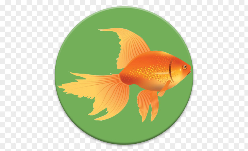 عید مبارک Goldfish Feeder Fish Fin Tail PNG