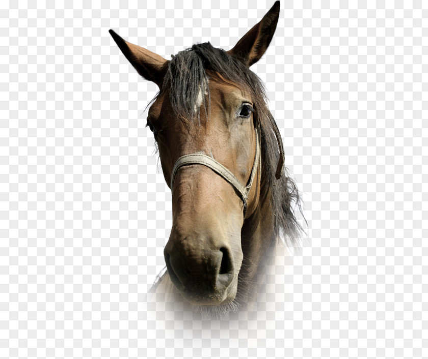 Horse Head Winnie's Guide To Caring For Your Or Pony Mustang Bridle Goldie's Goldfish PNG