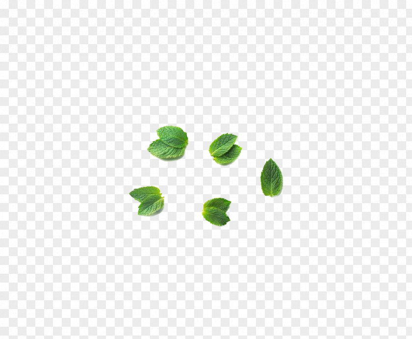Mint Leaf Green Mentha Canadensis PNG