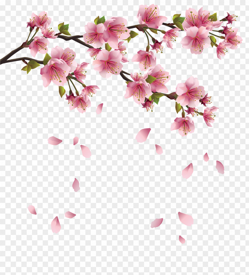 Peach Petals Fall Flower Branch Cherry Blossom Clip Art PNG