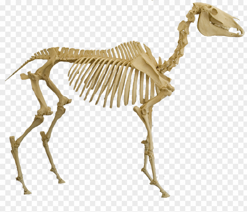 Skeleton Skeletal System Of The Horse Spinosaurus Bone PNG
