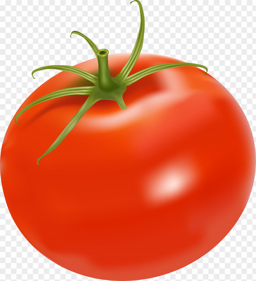 Tomato Plum Chicken Salad Bush Clip Art PNG