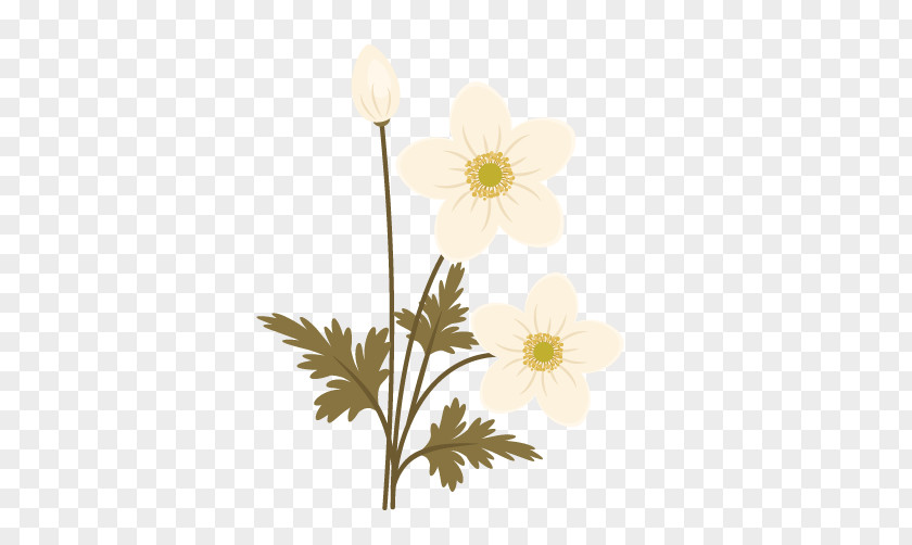 Flower Clip Art Illustration Drawing Chrysanthemum PNG