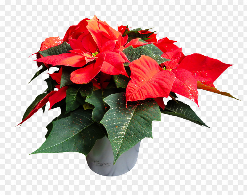 Poinsettia Clip Art Image Resolution PNG