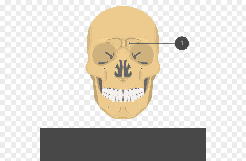 Skull Zygomatic Bone Process Of Temporal Frontal Arch PNG