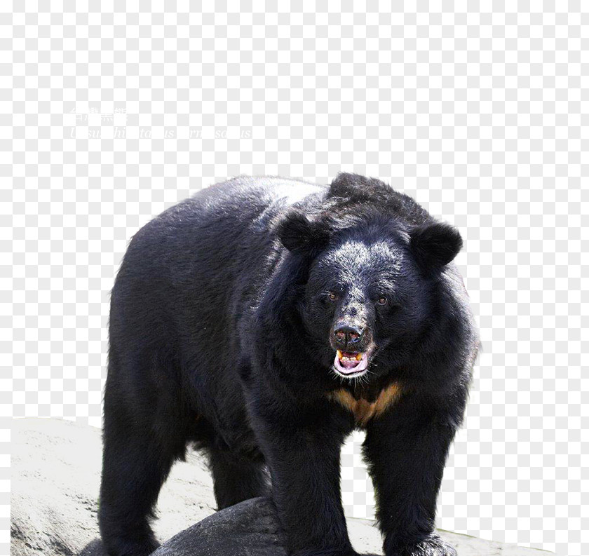 American Black Bear Grizzly Basabizitza Conservation Movement PNG