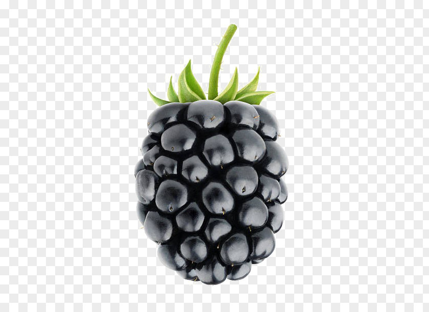 Blackberry White Clip Art Image Fruit PNG