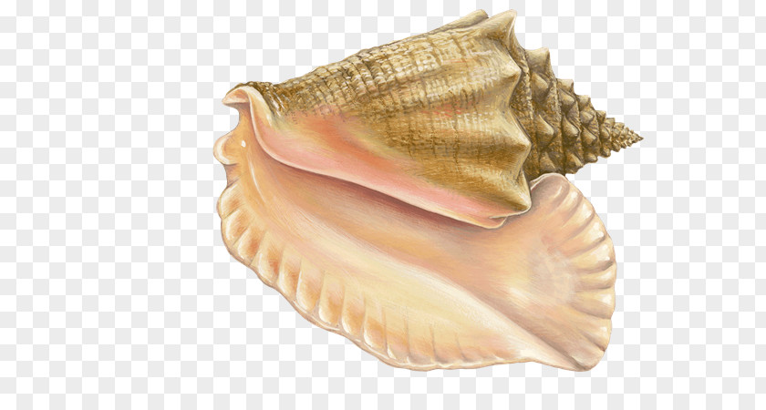 Conch Monterey Bay Aquarium Cockle Mussel Clam Oyster PNG