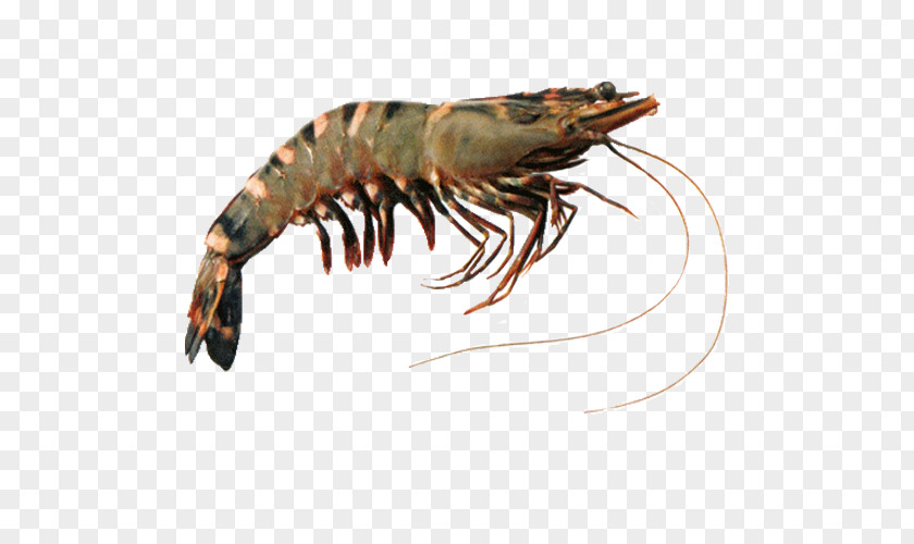 Giant Tiger Prawn Shrimp Indian Prawns PNG tiger prawn Prawns, clipart PNG