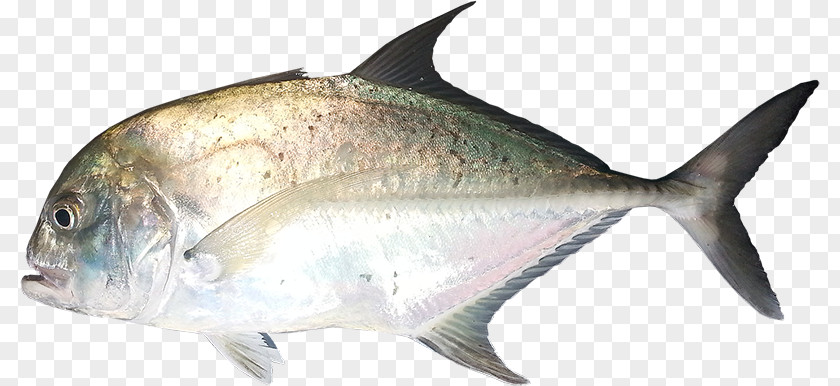 Giant Trevally Milkfish Pelagic Fish Animal PNG