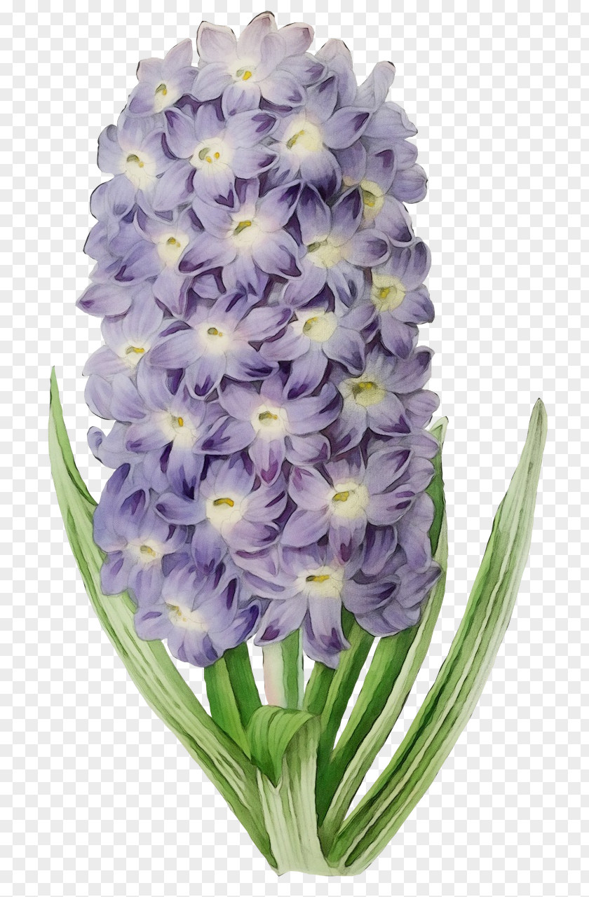 Petal Violet Lavender PNG