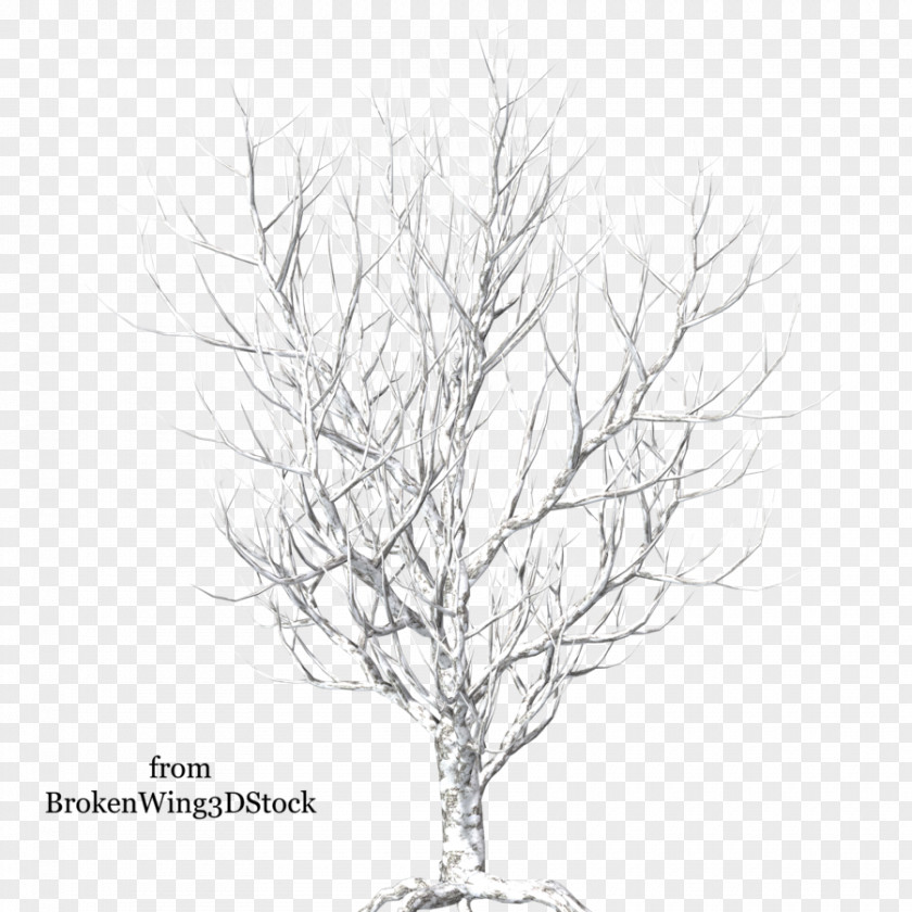Snow Tree Branch Winter PNG