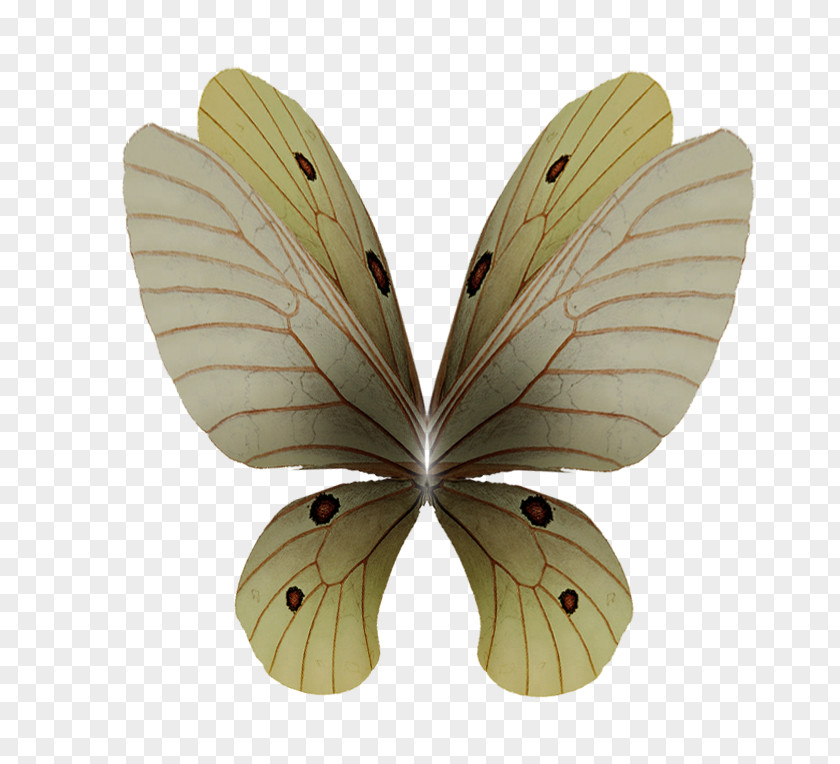 Angel Wings Silkworm Moth PNG