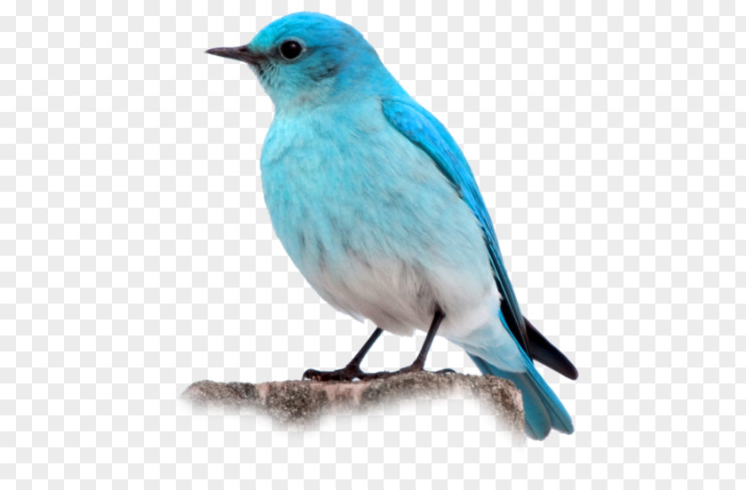 Bird Desktop Wallpaper Clip Art PNG