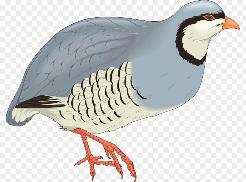 Bird Windows Metafile Download Clip Art PNG
