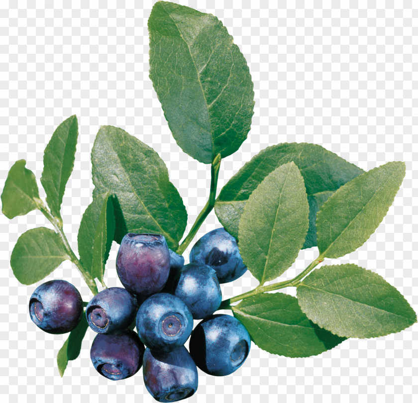 Blueberries European Blueberry Embroidery Varenye PNG