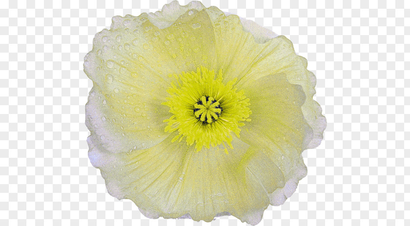 Flower Petal Poppy Cut Flowers Transvaal Daisy PNG