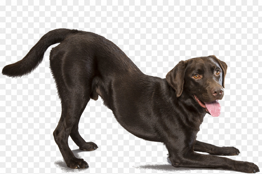 Dogs Labrador Retriever Mexican Hairless Dog French Bulldog German Shepherd PNG