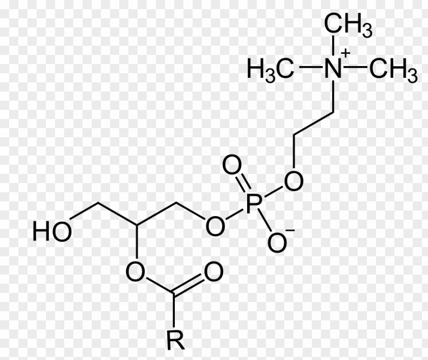 Glycerin Lysophosphatidylcholine Glyceride Phosphocholine Phosphatidylserine Glycerol PNG