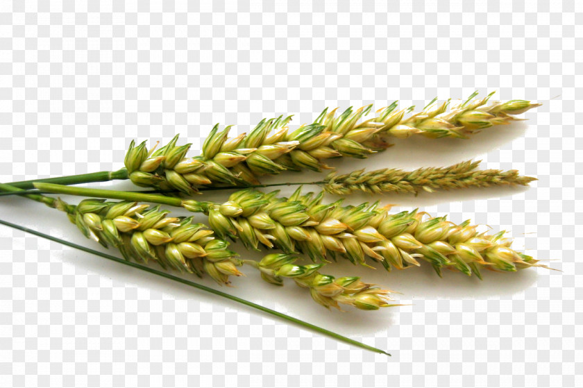 Green Wheat Cereal Germ PNG