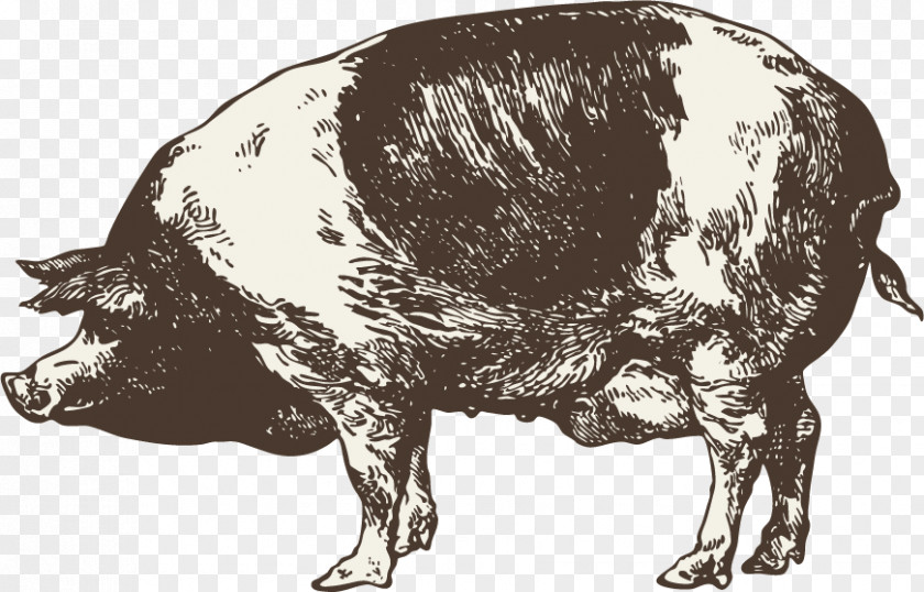 Hand Drawn Sketch Wild Boar Infographic Chart Graphic Design PNG