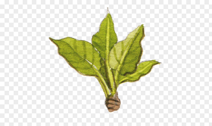 Leaf Plant Stem Herb Biology PNG