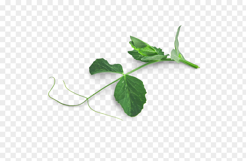 Leaf Tendril Pea Plant Stem Shoot PNG