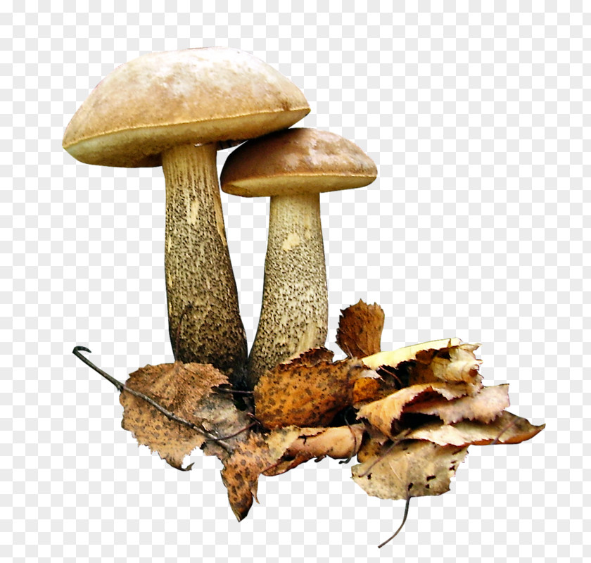 Mushroom Brown Cap Boletus Fungus Clip Art Image PNG