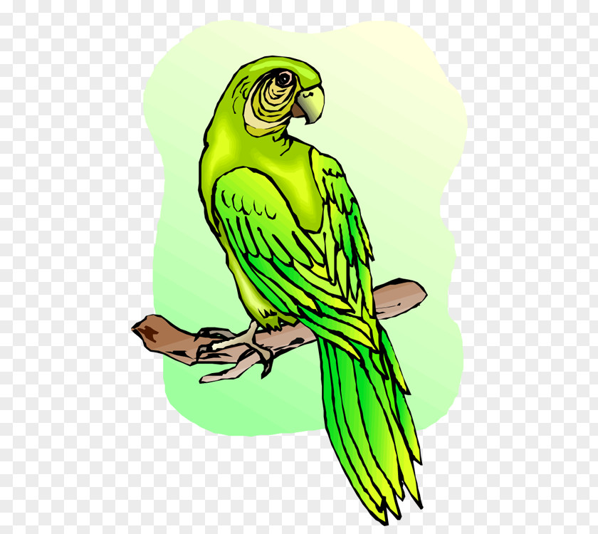 Parrot Budgerigar Macaw Clip Art PNG
