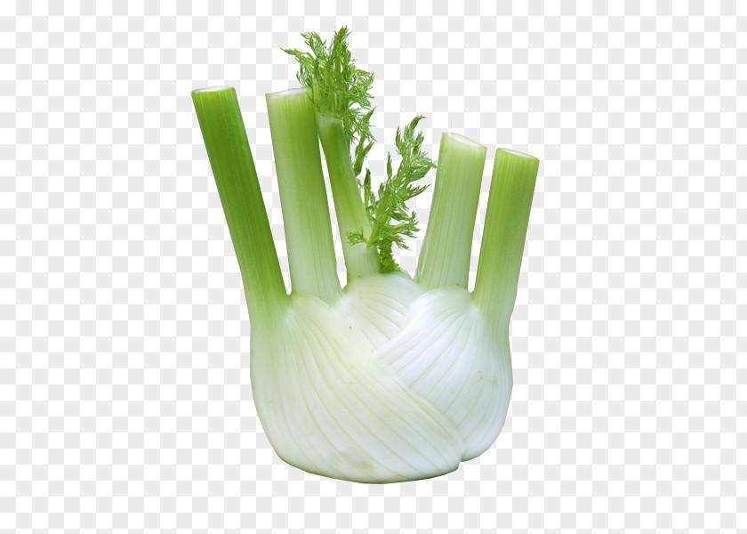 Savoy Cabbage Fennel Vegetable Herb Carrot Fruit PNG