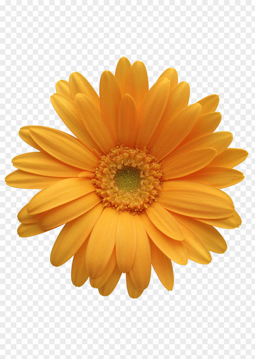 Chrysanthemum Flower Orange Transvaal Daisy Clip Art PNG