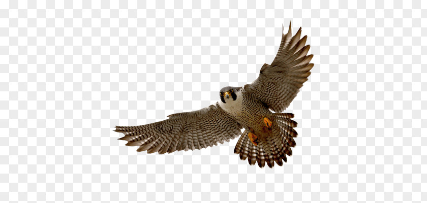 Falcon Peregrine Clip Art PNG