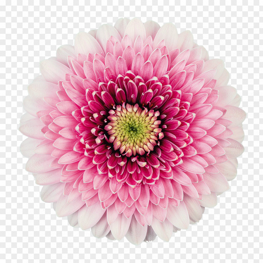 Flower Transvaal Daisy Mans Allure Gerbera Flowers Floristry PNG