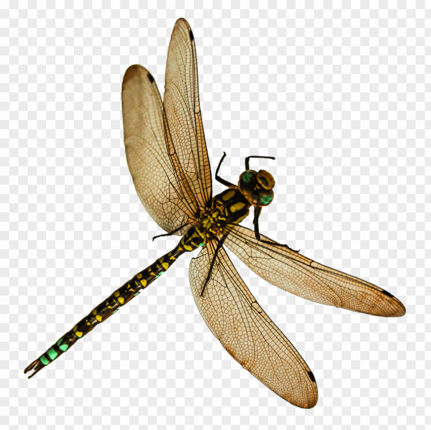 Insect Clip Art Transparency Image PNG
