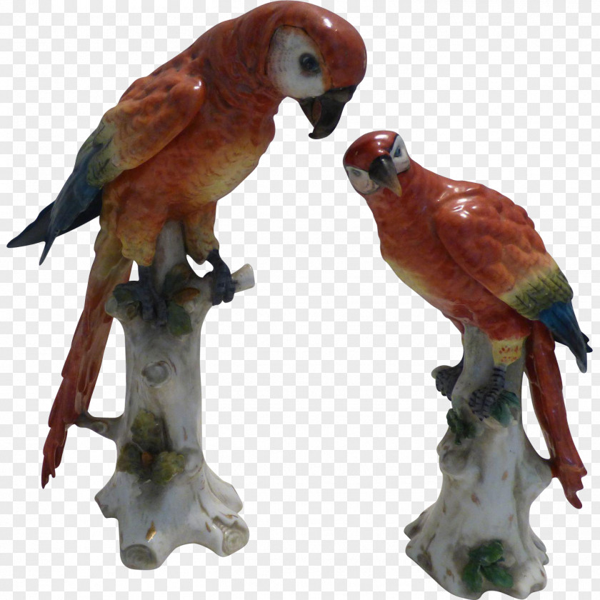 Macaw Parrot Bird Beak Pet PNG