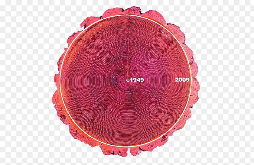 Tree Rings Graphic Design PNG
