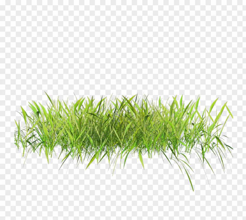 Fim Lawn Grasses Clip Art PNG