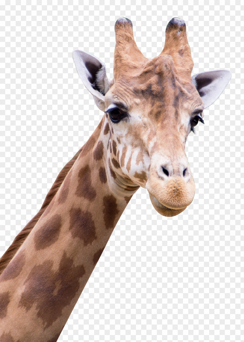 Giraffe Arabic Alphabet PNG