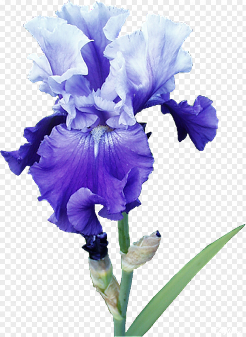 Mint Irises Cut Flowers Plant PNG