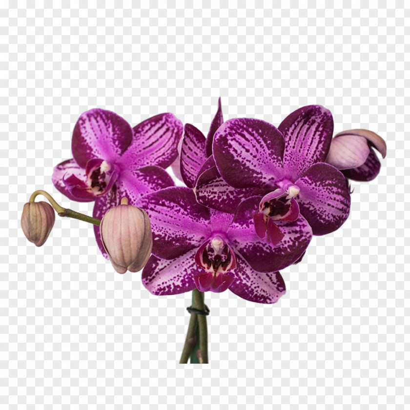 Calculadora Moth Orchids Cut Flowers Plastic PNG