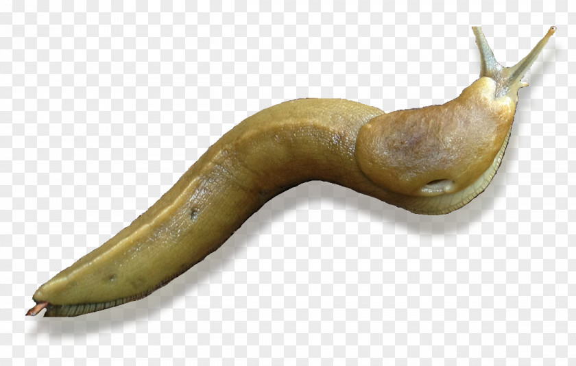 Snail Black Slug Banana Gastropods PNG