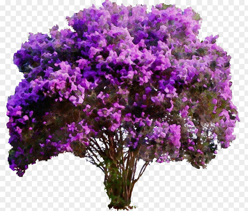 Viola Verbena Family Crepe-myrtle Shrub Tree Plants PNG