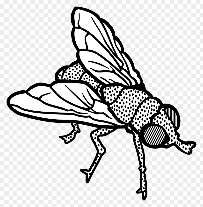 Insect Interesting Insects Clip Art PNG