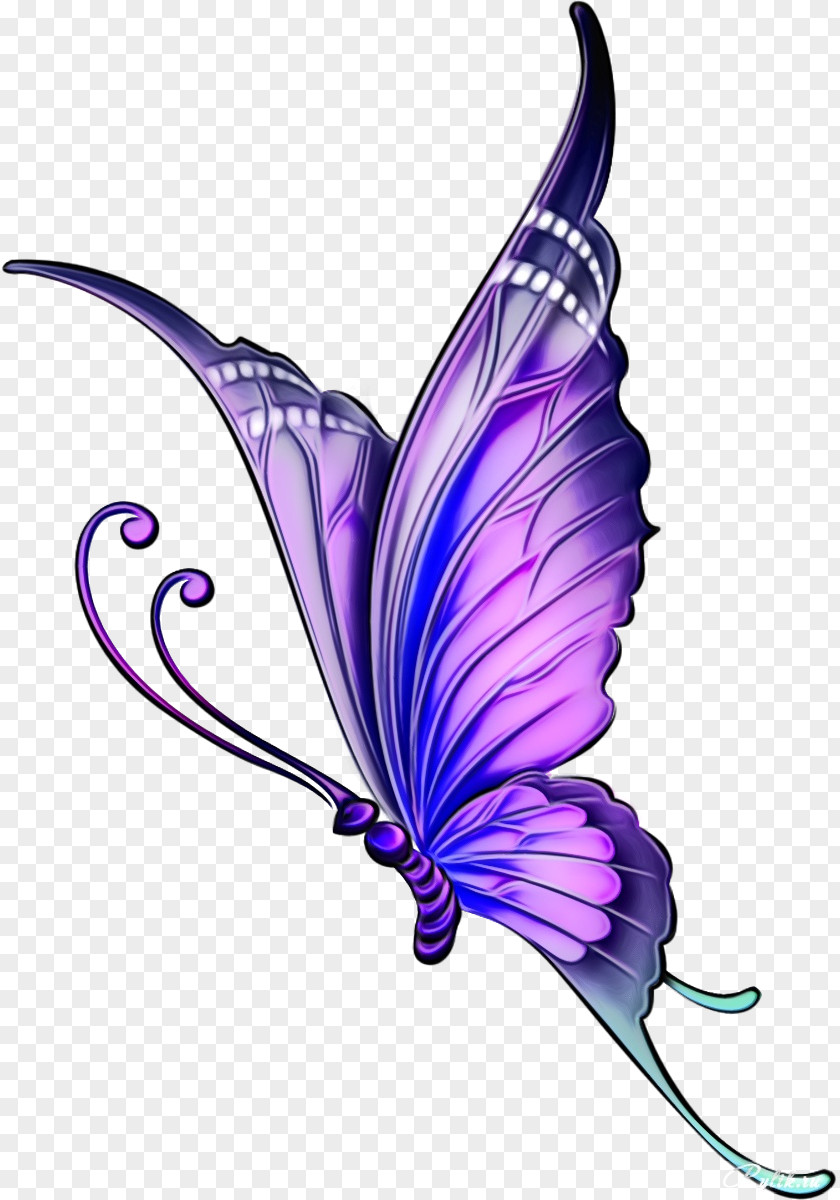 Insect Wing Violet Butterfly Purple Moths And Butterflies Pollinator PNG