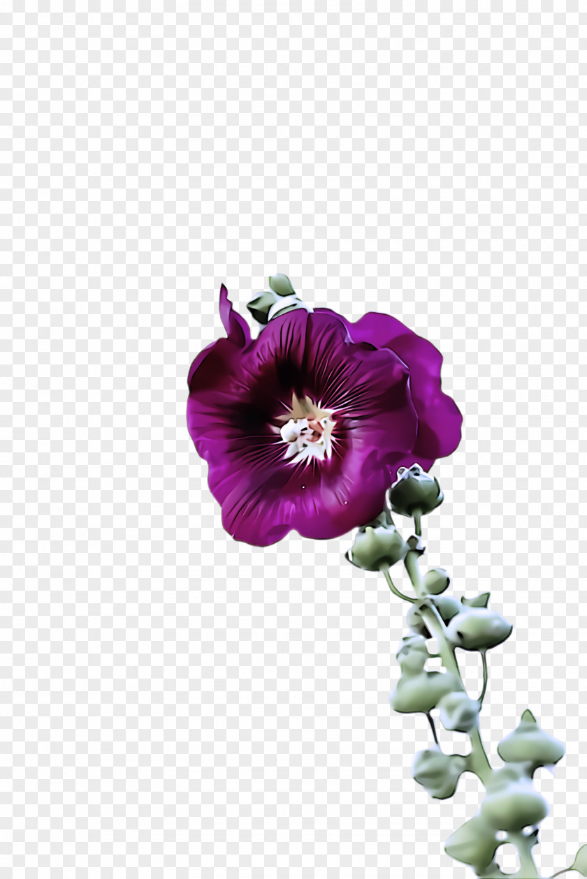 Mallow Family Morning Glory Flower Purple Petal Violet Plant PNG