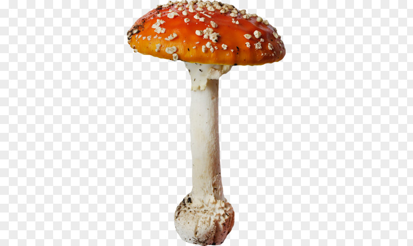 Mushroom Edible Agaric Orange PNG