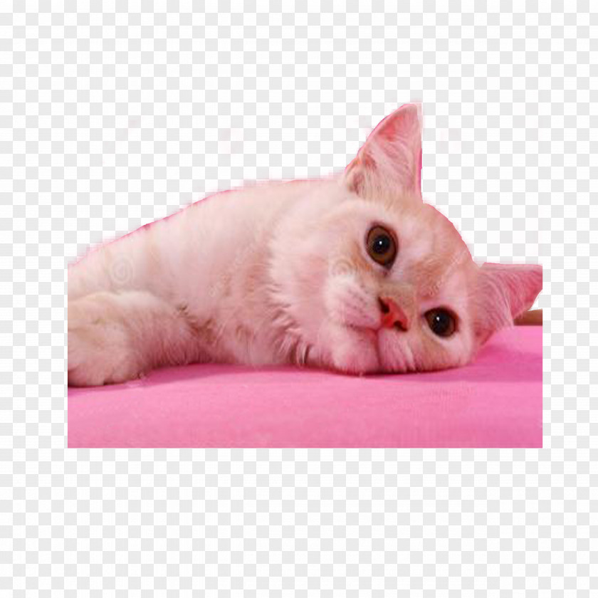 No Love For The Cat Kitten Pink Whiskers Domestic Short-haired PNG