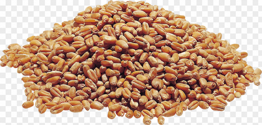 Wheat Cereal Germ Grasses Whole Grain Mixture PNG