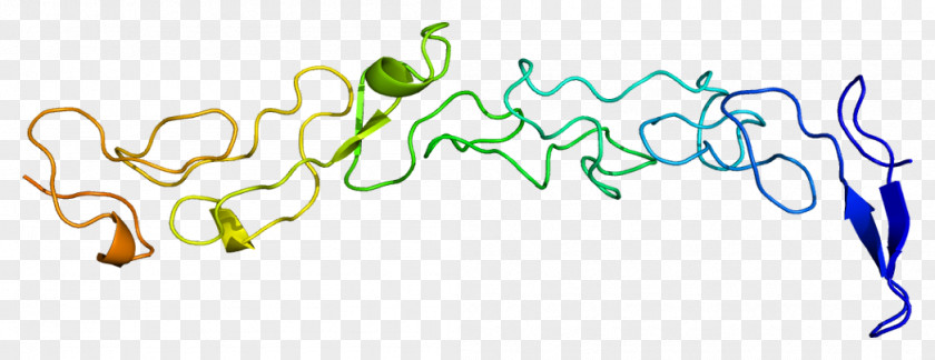 Gamma1 Laminin, Gamma 1 Glycoprotein Gene PNG