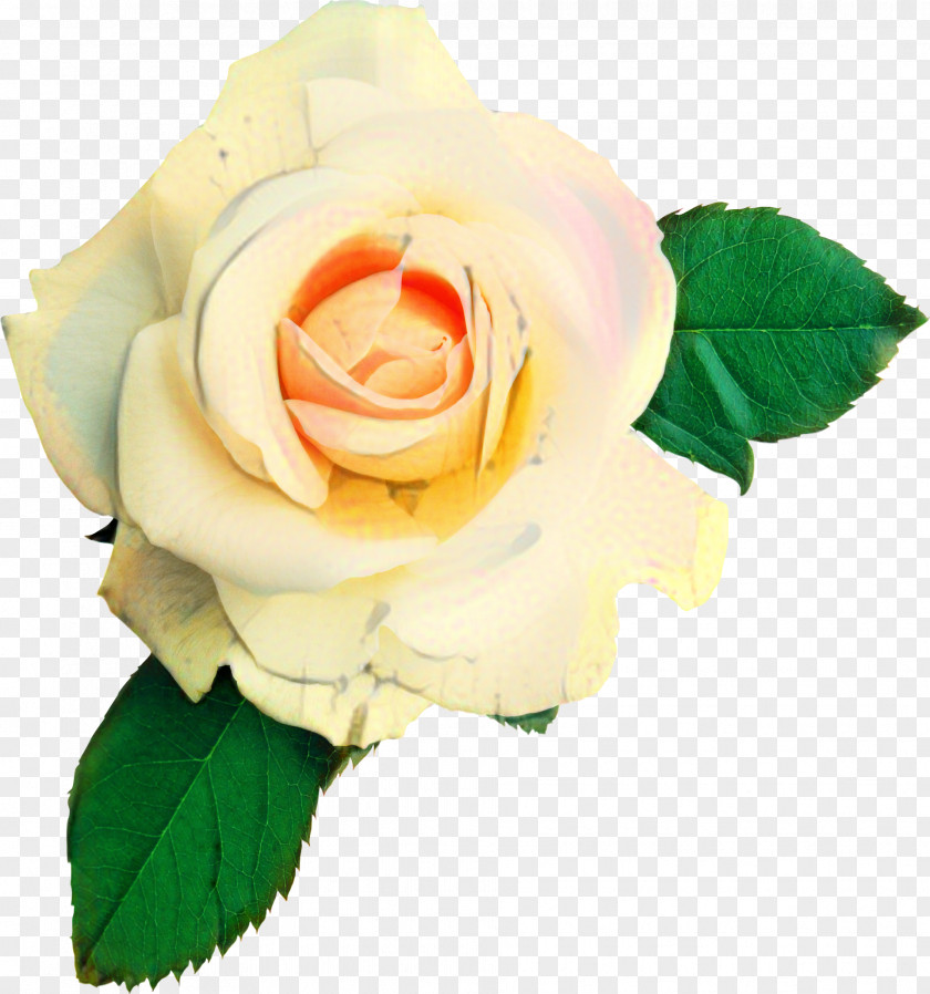 Garden Roses Floribunda Cabbage Rose Clip Art PNG